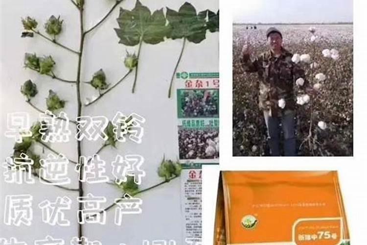 茶树冬天几月施肥