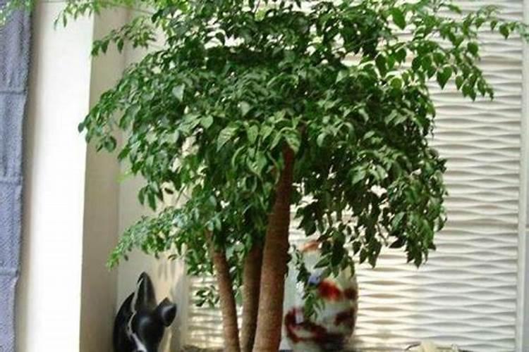 幸福树需要什么肥料,复合肥可促进植株生长