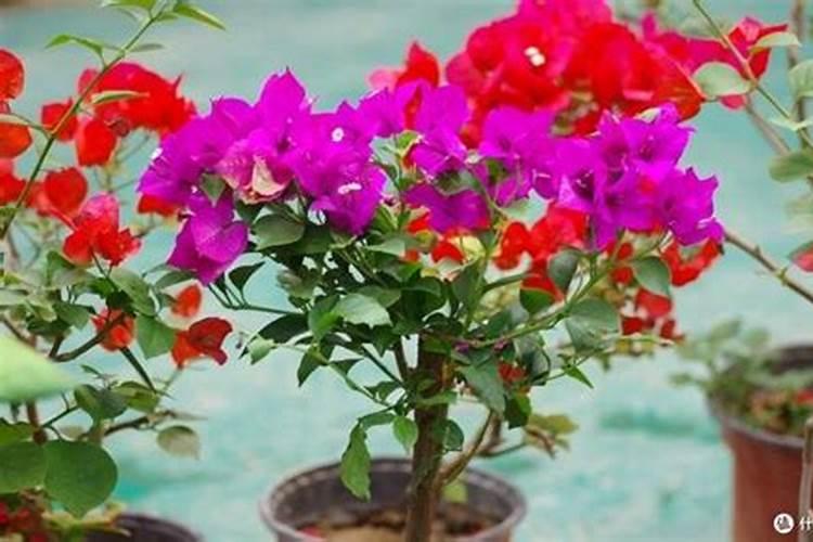 樱桃树秋季施什么肥最好