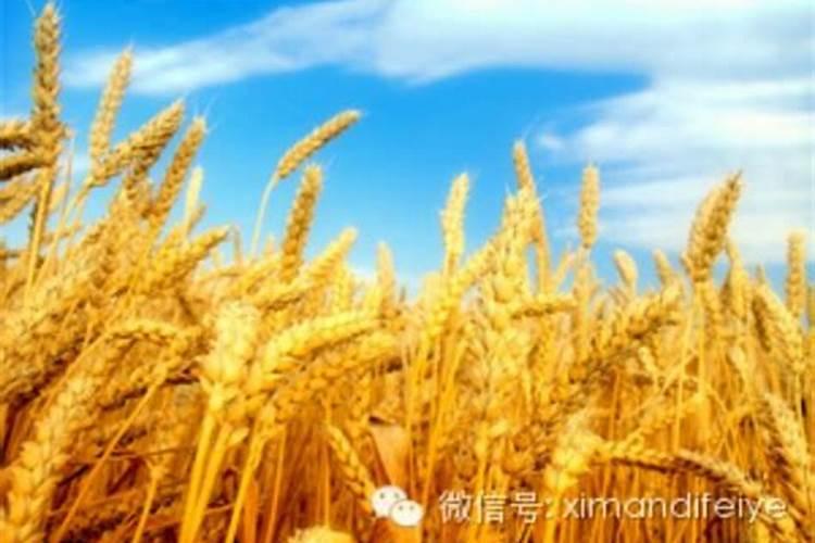 冬小麦应该如何施肥