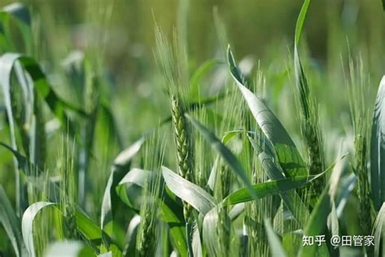 小麦几月份追肥合适小麦出苗不好怎么办