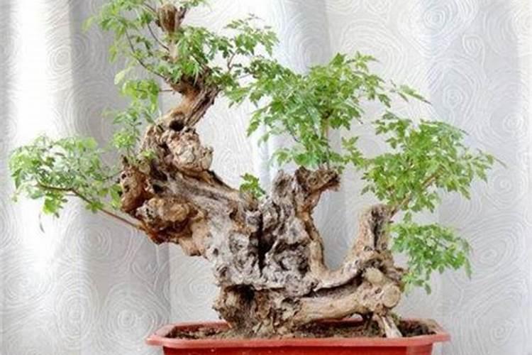 柑橘幼树冲施肥用哪款比较好,能让根系长得更粗壮的。