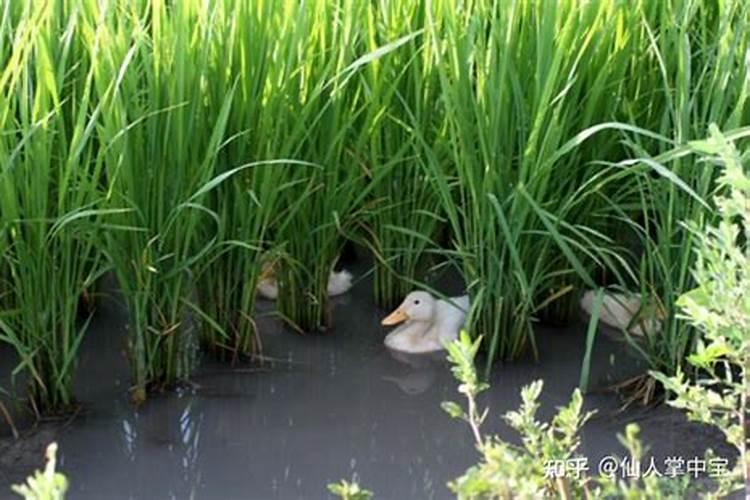 为了樱桃长个好果实,提高树的寿命一年要喷几次药