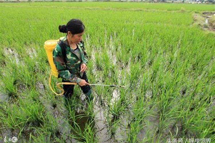 枇杷摘果后施什么肥料 施肥技巧有哪些