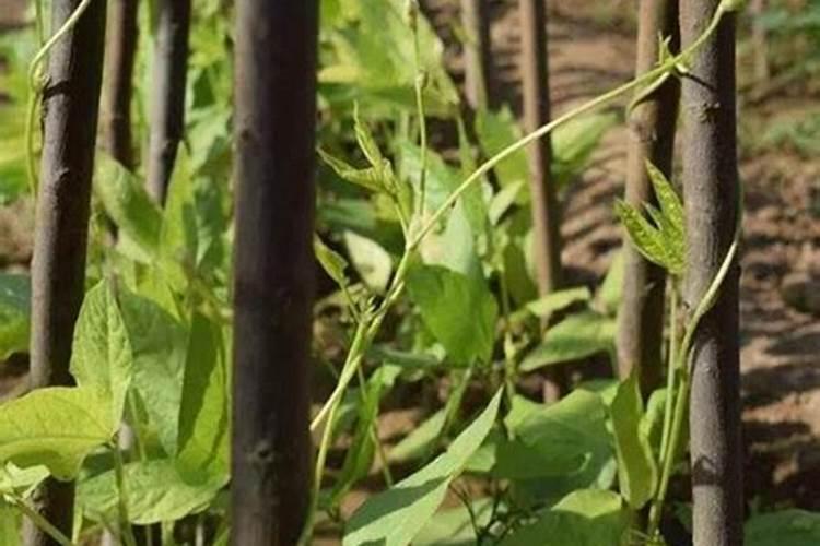 钙肥是什么肥料