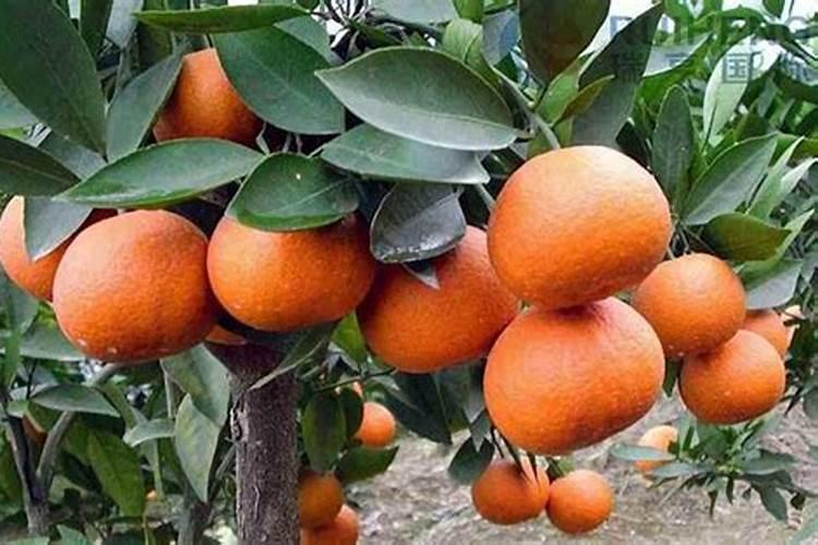 柚子膨果期用哪种肥料合适？柚子专用水溶肥有什么好处？