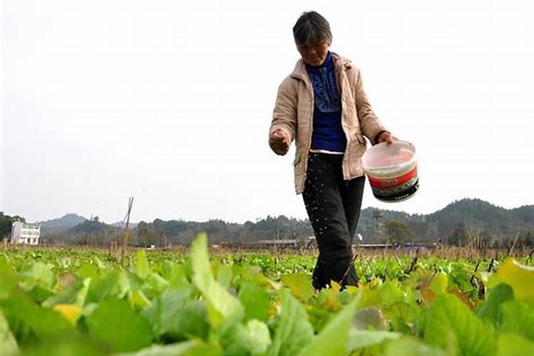 树苗施什么肥料什么时间施肥最好
