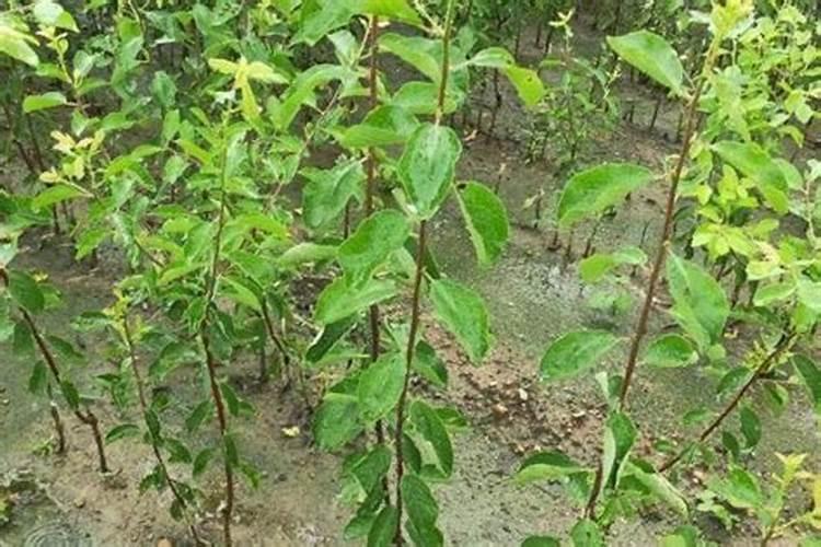 茶叶中含有哪些人体所需微量元素