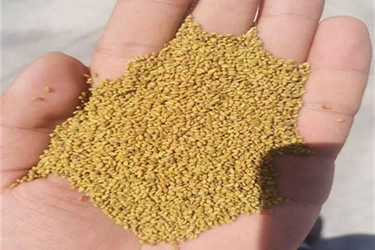 问一下白瓜种植的方法谁比较了解？有哪些方面需要注意？