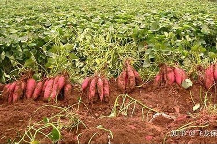 辣椒结果期用什么叶面肥效果好？辣椒挂果期喷什么叶面肥结果多？