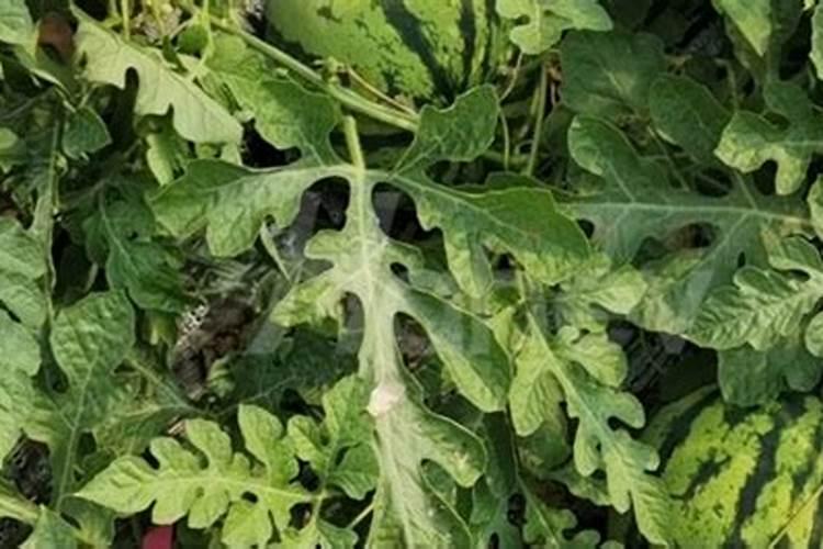 种西瓜用什么肥料最好