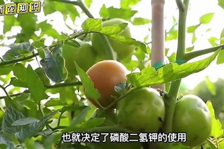 葡萄树使用什么肥料能长根