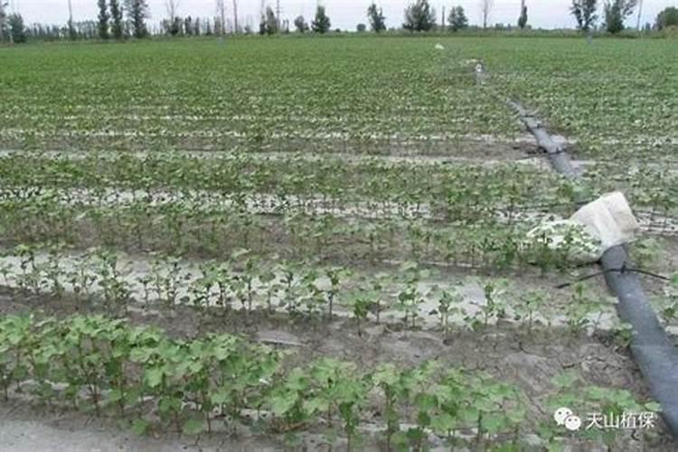 棉花种植注意事项是什么 棉花应该怎么养殖