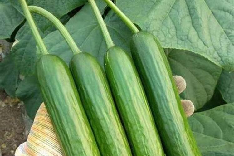 葡萄现在马上到采摘期,用什么肥料,提高一下膨果？