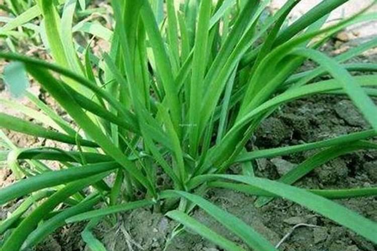 韭菜用什么肥料