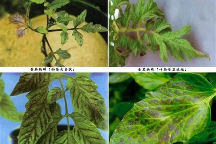 种黄瓜西红柿施太多咋办？