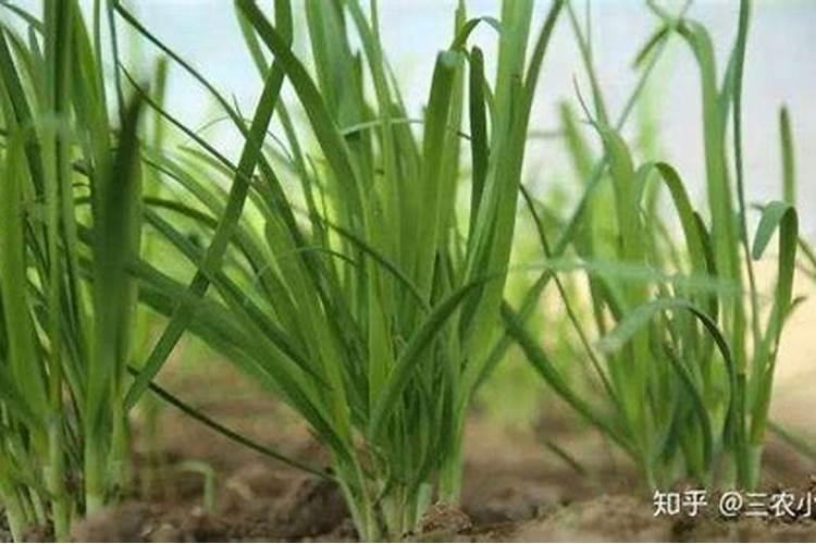 韭菜越冬施肥方法