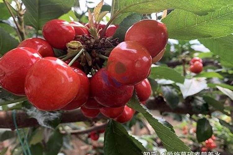 自己种的黄瓜什么时候能施肥？