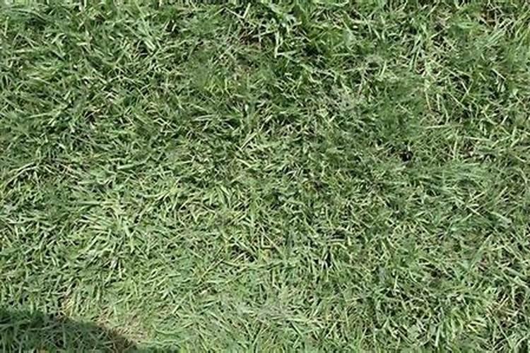 种植业折耳根怎么种才高产 种植业折耳根如何种才高产