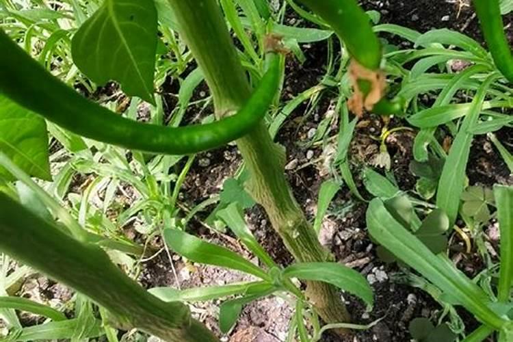 刚种的兰花能不能施肥