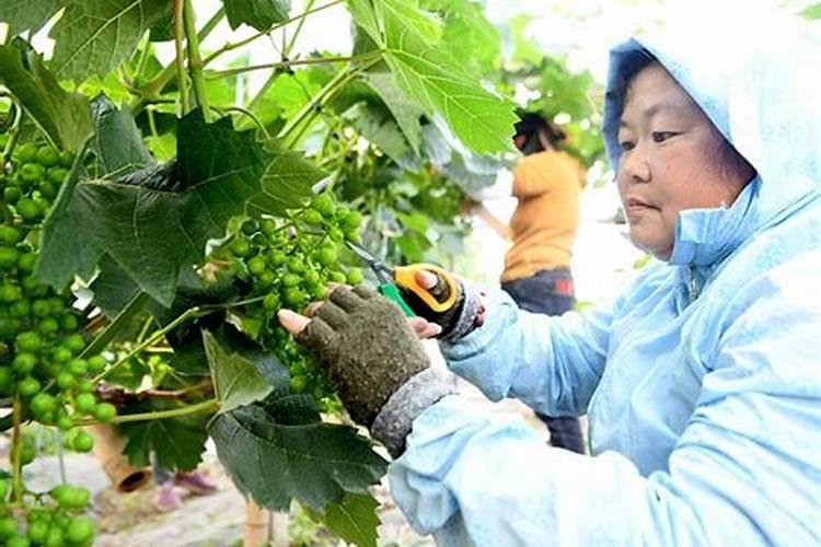 水溶肥什么牌子靠谱？