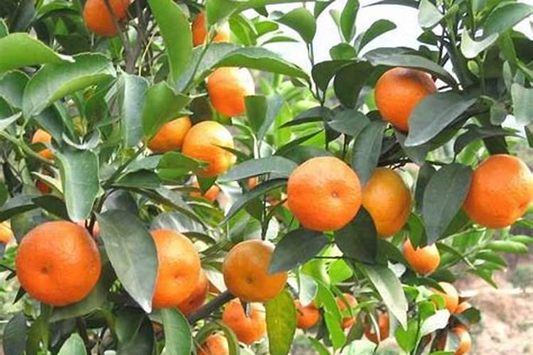 烟台泓源生物肥料有限公司企业简介