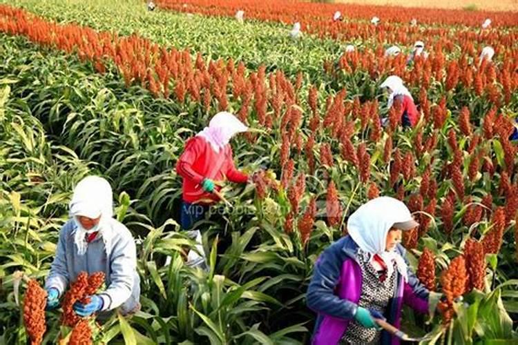 微量元素肥料在植物体内的作用及施用方法？