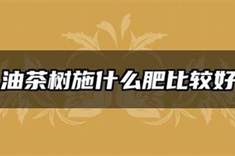 什么时候给油茶施肥最好