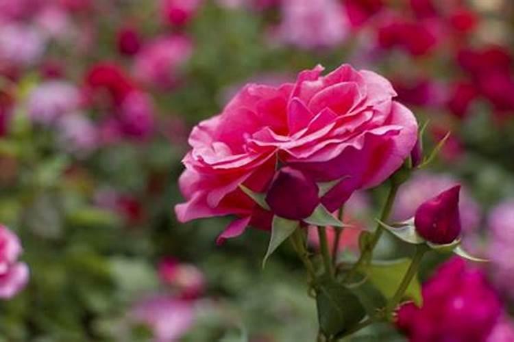 麦子发黄是什么原因造成的