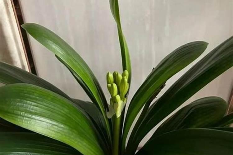 阳光玫瑰葡萄喷施芸苔素的作用