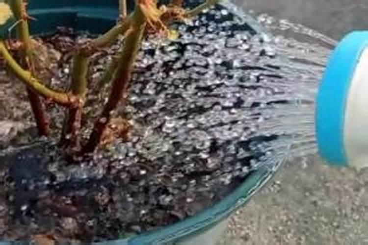 紫娇花植物小苗种植用什么肥料