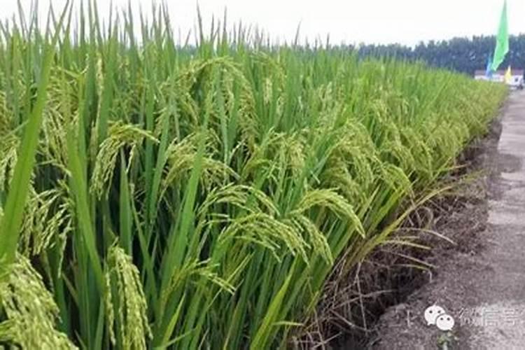 硅肥在水稻喷施最佳时间 正确使用方法