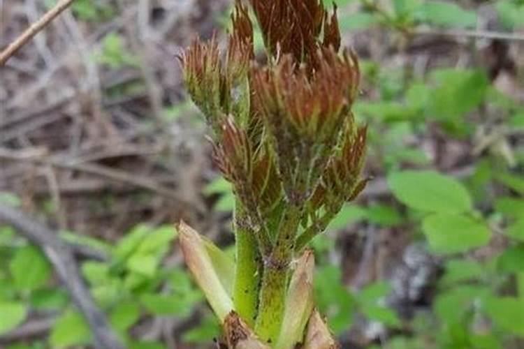 尿素喷施叶面肥按多少的比例兑水