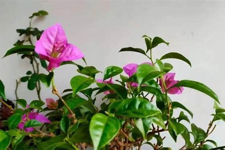 草莓叶斑病用什么最有效果？