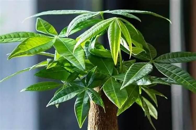 魔芋种植可以用施尿素做底肥吗？