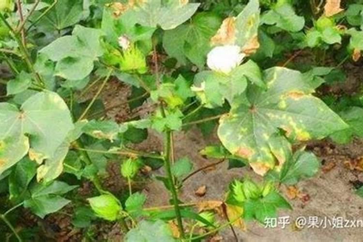 钙肥对梨树有什么作用