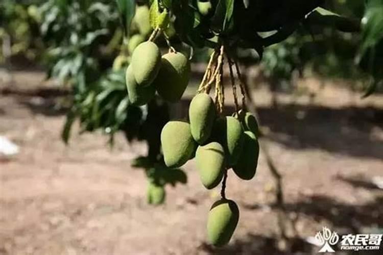 葡萄采收后怎么样施肥