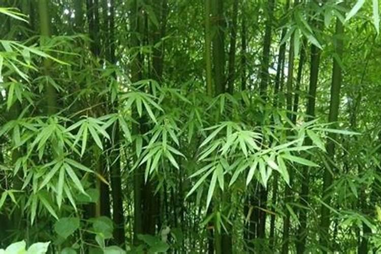 葡萄什么时候补充钙肥