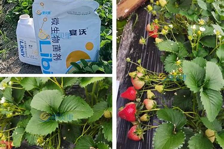 草莓苗期施肥时间和方法草莓苗期如何施肥以及时间