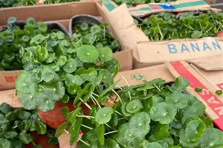 茉莉花花期可以喷洒叶面肥和防止虫害的药吗