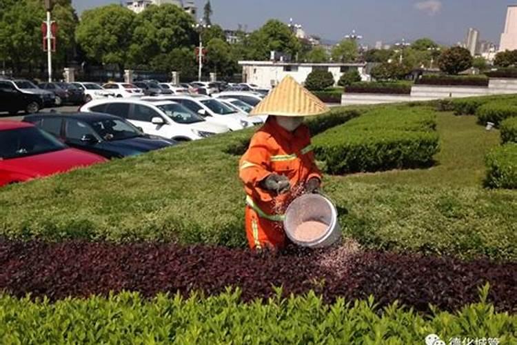 龙虾塘肥水的方法