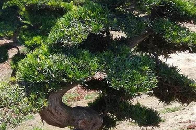 罗汉松多久施一次肥 施肥时间和方法