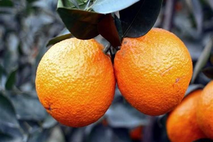 柑橘建园的话,需要满足什么条件？