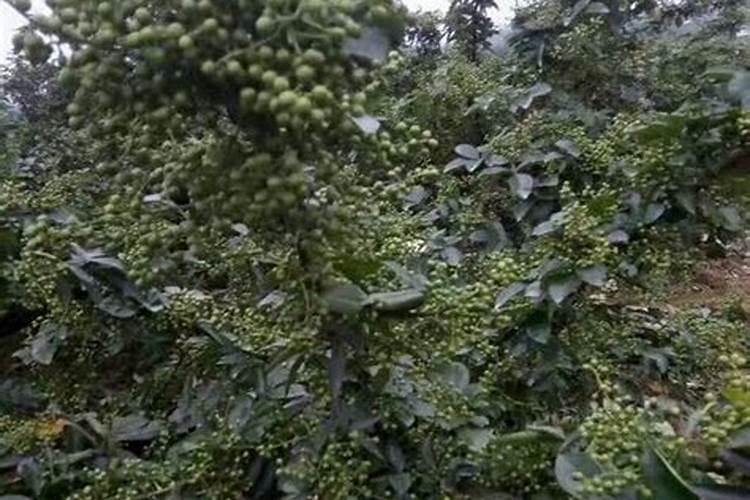 花椒树的种植方法(详解花椒种植技术)