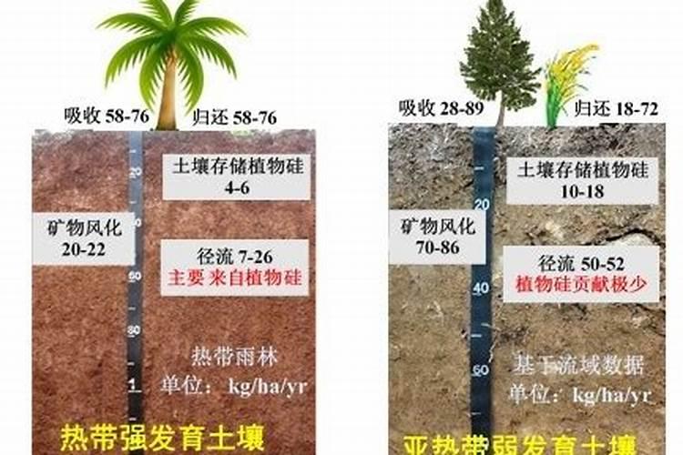 硅肥对作物的主要作用