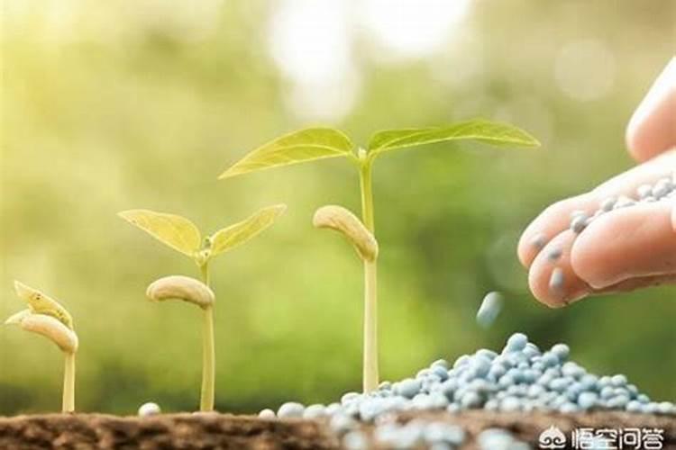 植物是怎么吸收肥料的呢