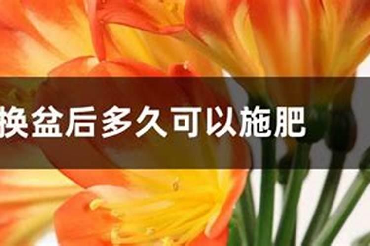 蝴蝶兰换盆多久可以用磷酸二氢钾擦拭叶片？