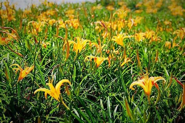 猕猴桃打农药吗