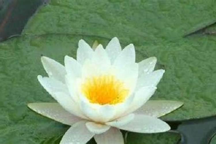 如何去给这个睡莲催花呢