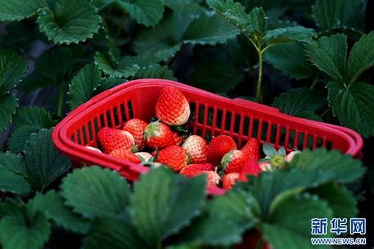 史丹利草莓专用肥好用吗